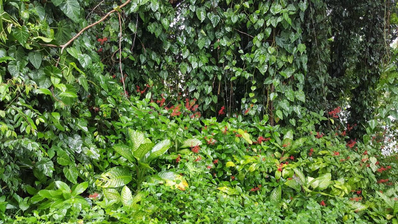 ホテル バビンダ クォーターズ Babinda エクステリア 写真